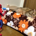 スパイダーマンと戯れる猫達が可愛すぎる件