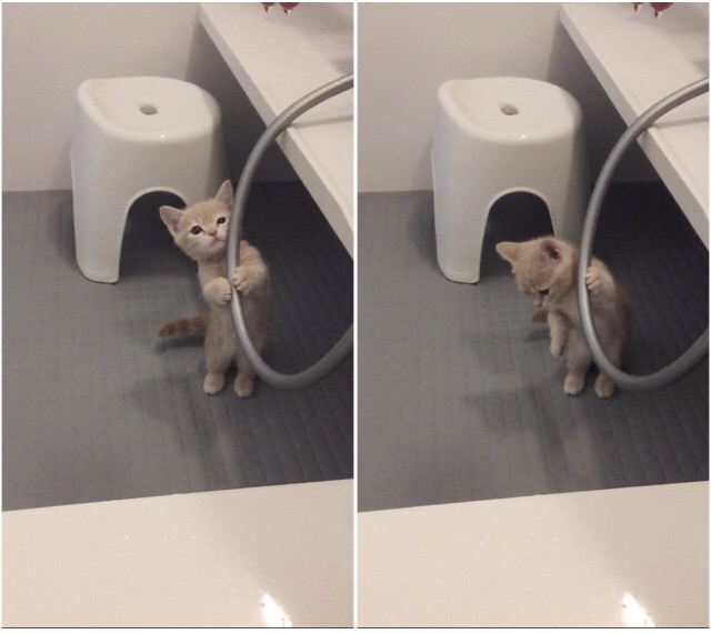 お風呂に入りたそうな子猫マンチカ