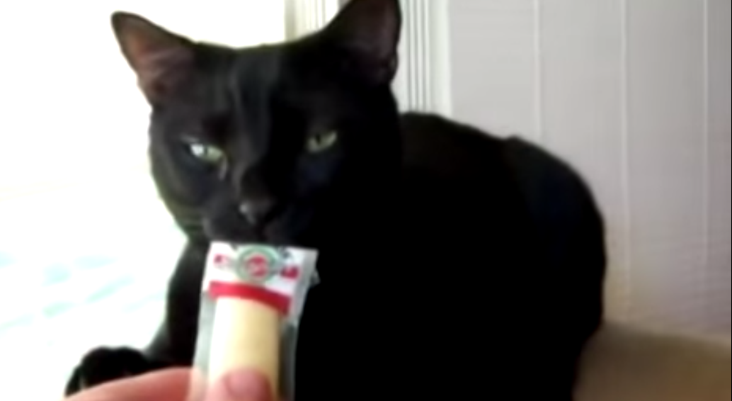 猫が猛犬に体当たり、飼い主の子ども救う｜ねこナビ