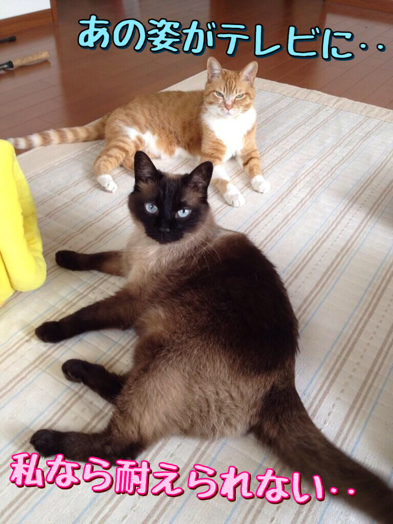 お洒落なパン屋さんに激突する猫 ねこナビ