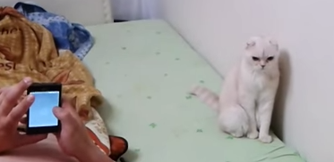 猫にロシア国歌を聴かせてみた ねこナビ