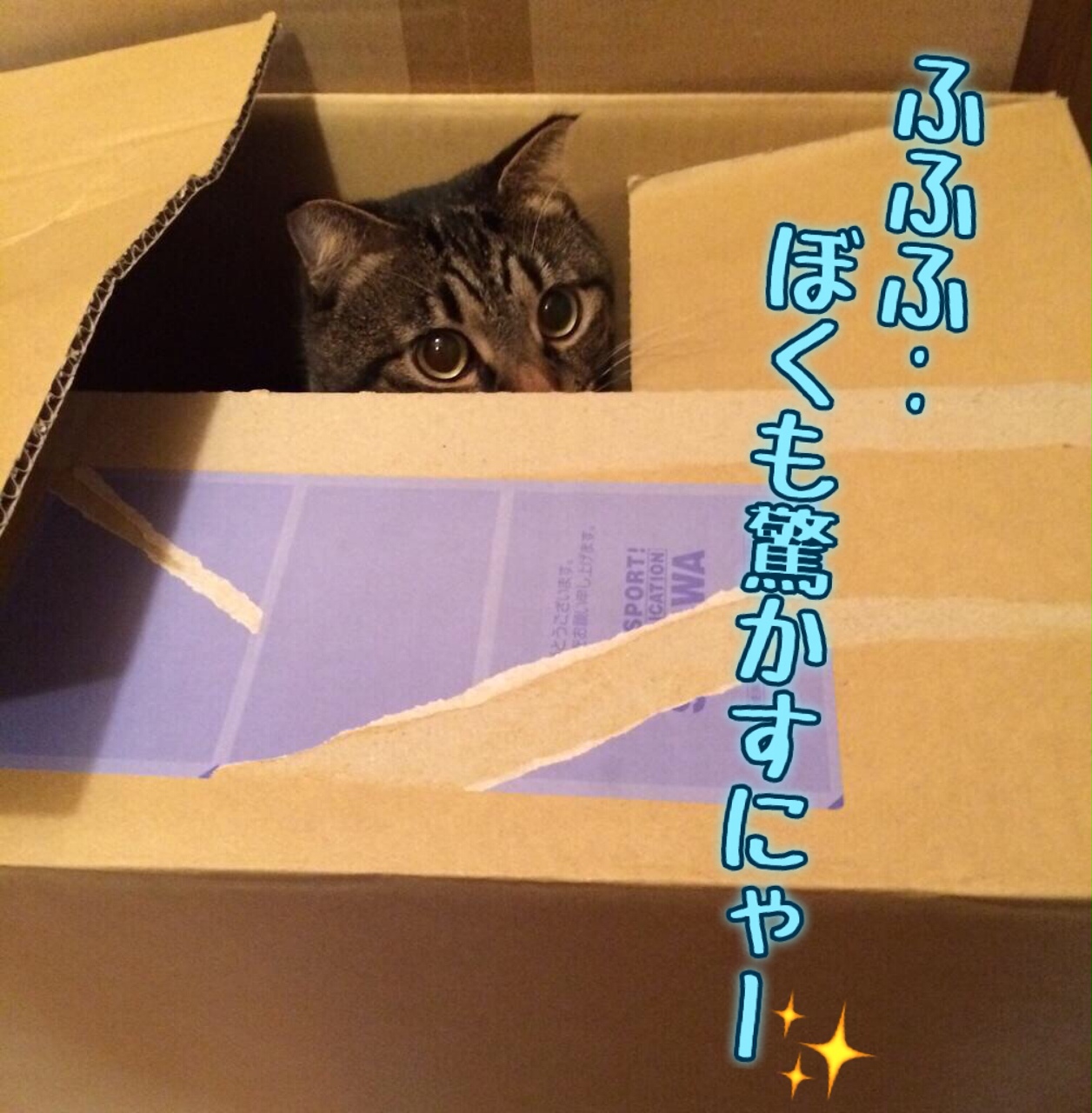 猫 に 威嚇 され る 夢