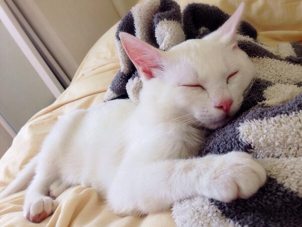 多彩な寝顔を見せる白猫 ねこナビ
