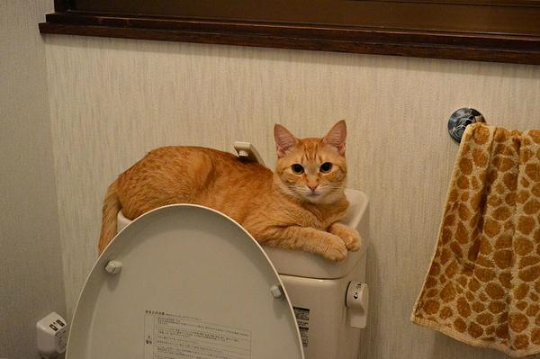 トイレの猫様「この冷たさとフィット感がたまらないにゃ」
