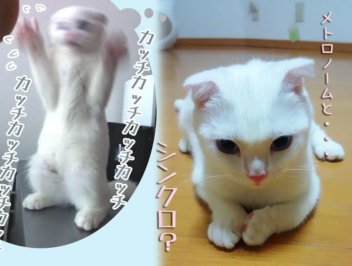 メトロノームにビビりながらも接近する猫 ねこナビ