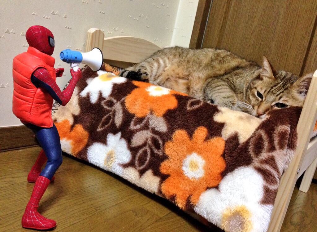 スパイダーマンと戯れる猫達が可愛すぎる件