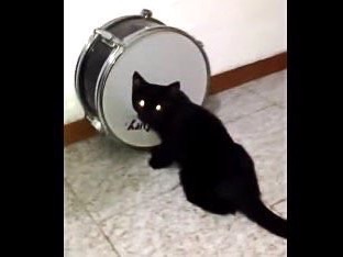 リズム感バッチリ！？期待のミュージシャン黒猫ドラマー！