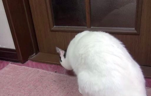 とある猫ちゃんの普通の時・急いでる時・興奮してる時のドアの開け方