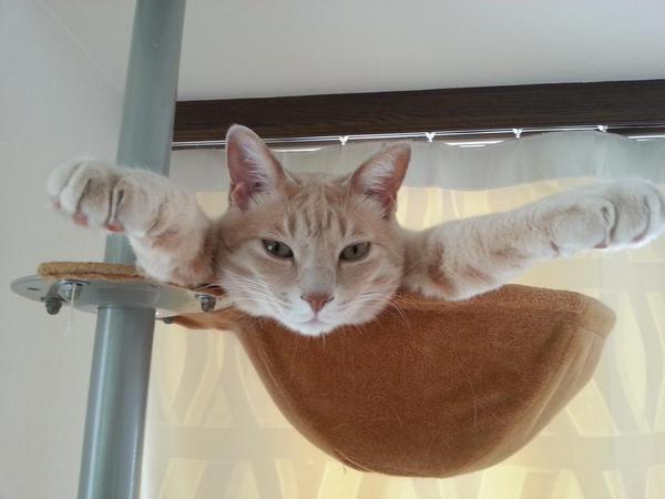 「そ～らを自由に飛びたいなッ！」不思議なポーズをしながらキャットタワーでくつろぐ猫