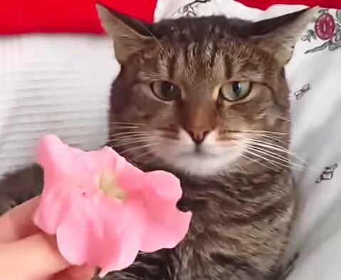 頭の上にピンクの花をもらってなぜか変顔をする猫