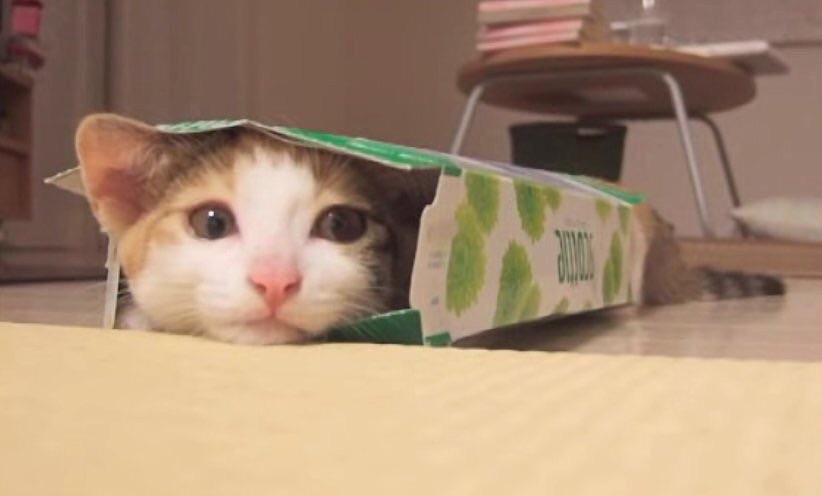 お気に入りスポットにゃ！！子猫がティッシュの箱にすっぽり