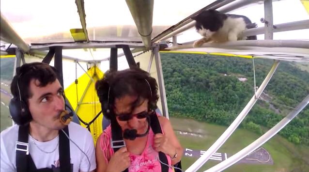 なんで飛んでるにゃー！！空を飛ぶ飛行機の翼の中から突如現れた猫