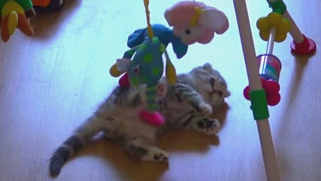 人間の赤ちゃんのおもちゃで遊ぶ子猫がカワイイ