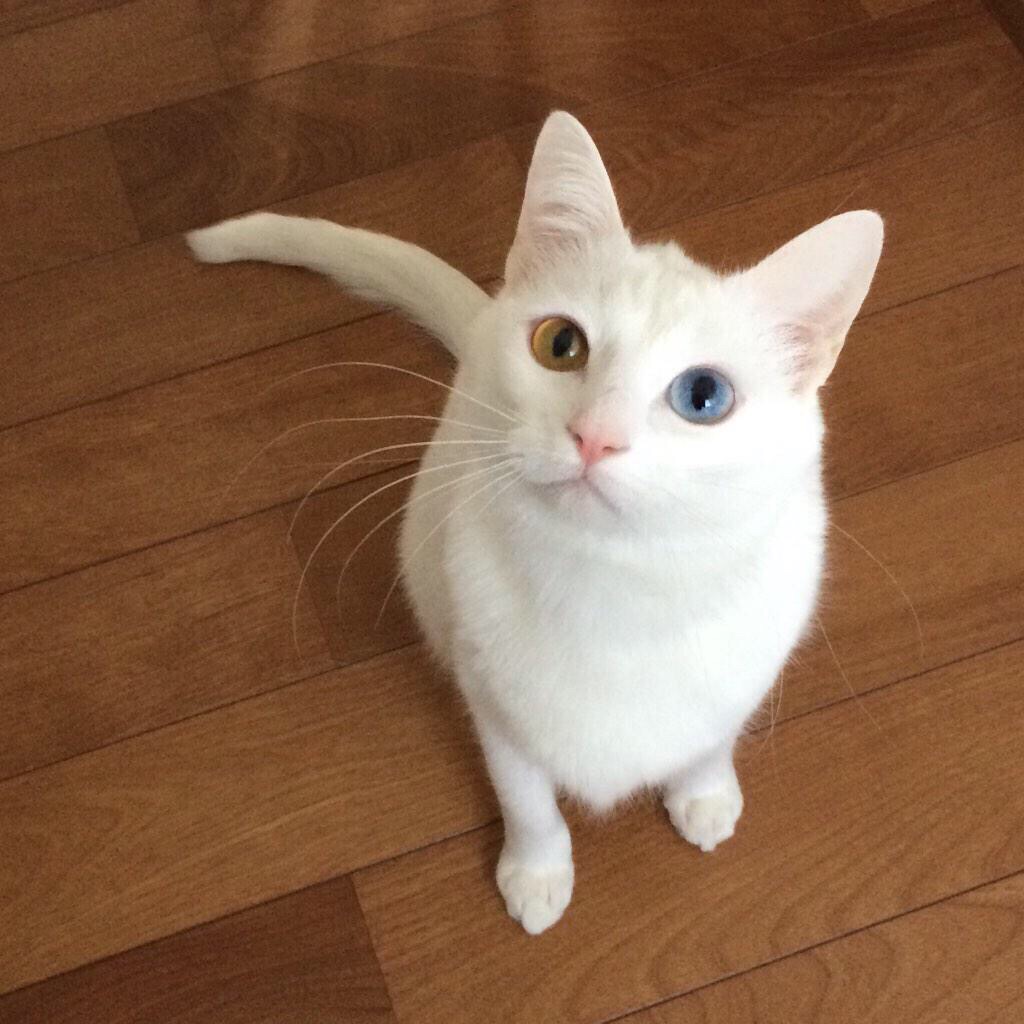 ギューッと 子猫が大好き過ぎて離せない赤ちゃん ねこナビ