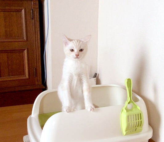 猫なのに猫背じゃない！二足立ちをしながら凛々しくトイレを済ませる子猫