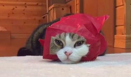 赤い紙袋に顔を突っ込んで変顔をする猫