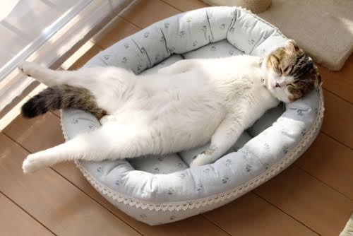 魅惑のラッコ系猫！！個性的な寝姿と愛くるしいまん丸頭が可愛い「どんぐりくん」