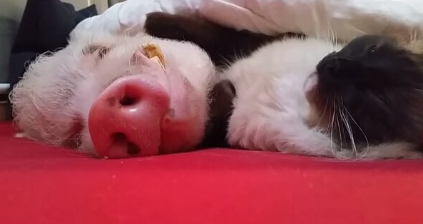 添い寝してあげるにゃ！豚といっしょに寝ている猫ちゃんがとっても幸せそう！！