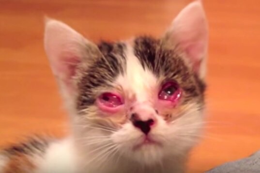 結膜炎で両目が潰れた子猫が美人さんになるまでの一ヶ月間の記録 そして 1年後には ねこナビ