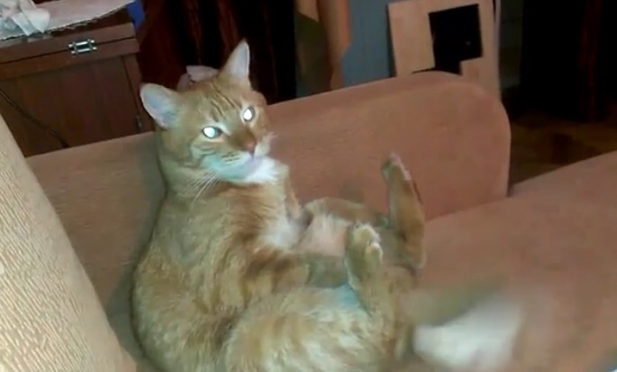 飼い主が右足を引くと左足で自分の顔をキックしてしまう猫
