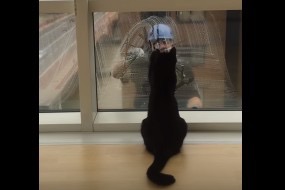 ガラス越しに窓拭きおじさんにじゃれつこうとする黒猫