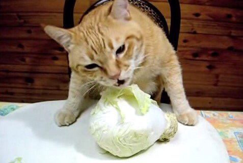 丸ごとキャベツをバリバリ頬張る野菜好きにゃんこ ねこナビ