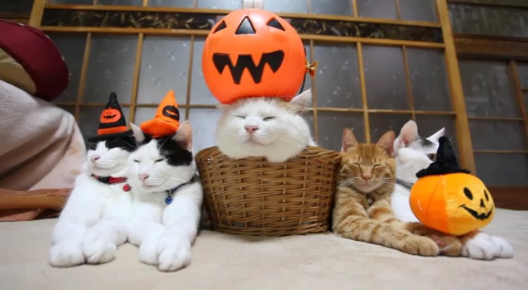 Trick or Treatだにゃ！かぼちゃとコラボしながらハロウィンを満喫するかご猫ちゃんたち
