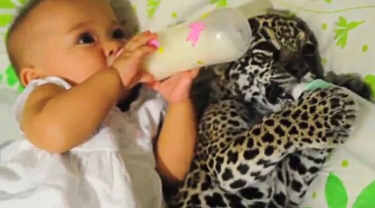 まさかの組み合わせ！！赤ちゃんと一緒に仲良くミルクを飲むヒョウの赤ちゃん