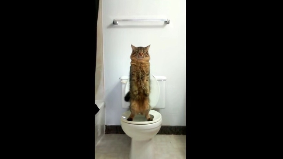 便器の上でまさかの仁王立ち姿！まるで人間のようにトイレを使いこなす賢い猫