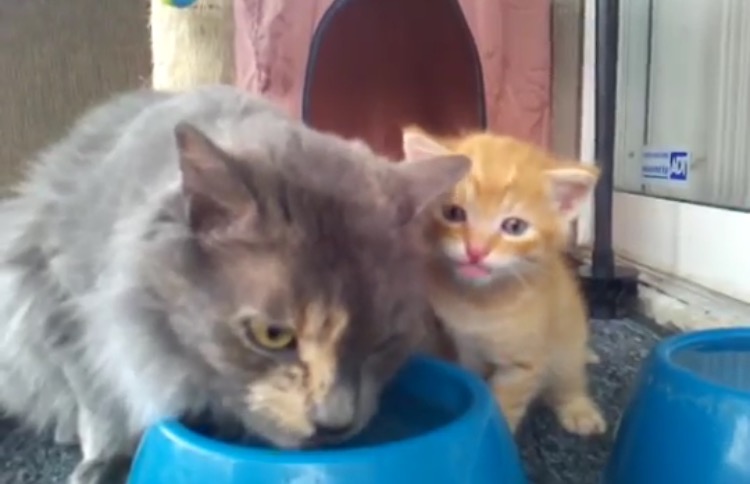 母猫をマネて怖がりながらも水飲みに挑戦する激カワな子猫