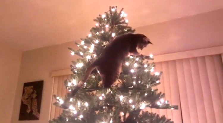 てっぺんを目指すにゃ！きらびやかなクリスマスツリーを慎重にのぼるイタズラ子猫