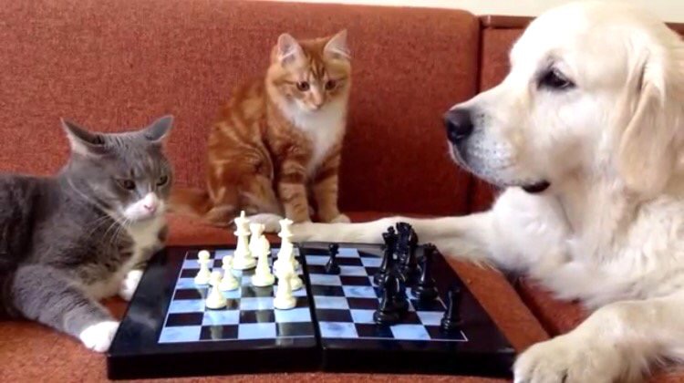 チェスを楽しんでいる猫と犬の邪魔するいたずらにゃんこ