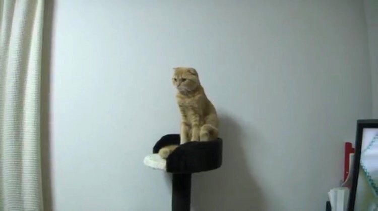 キャットタワーの上でバランス感覚抜群の背伸びポーズをする猫