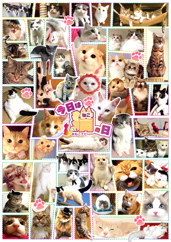 【祝＊猫の日】ねこ好き必見！！Twitterで話題の人気猫アカウント50名を一挙大紹介