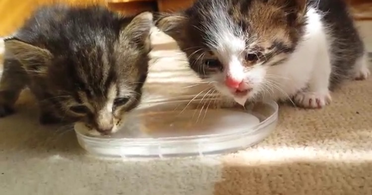 生まれて初めて口にしたお水を堪能する仲良し子猫たち