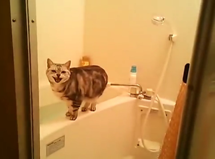 お風呂場で飼い主の盗撮に気づきユーモラスな鳴き声を出す猫