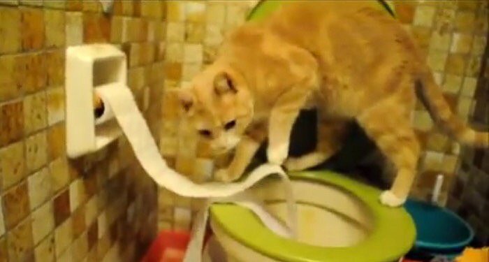綺麗な片付け術にも注目！自分が散らかしたトイレットペーパーで便器の目隠しをする猫
