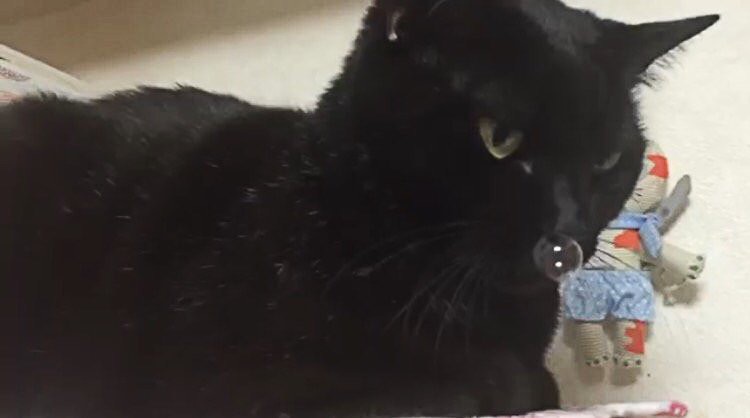 名前を呼ばれた後に綺麗な鼻ちょうちんを見せる黒猫