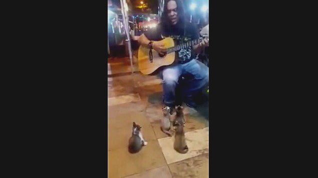 ストリートミュージシャンの歌声に惹かれた音楽好きな子猫たち