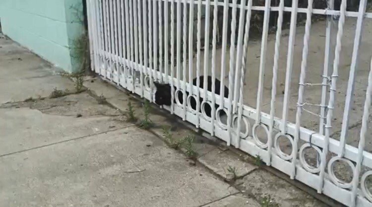 フェンスに頭がハマった黒猫を救助！アニマルレスキューのプロ技に感心