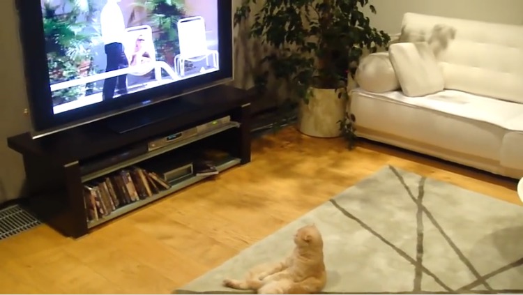 休日のお父さんのようにテレビを夢中で見るおっさん猫