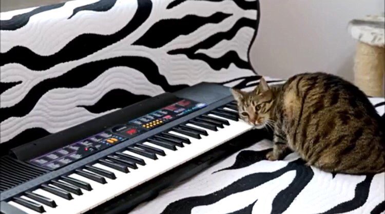 まるで天才作曲家！？スリスリしながらピアノを演奏するアーティスト猫