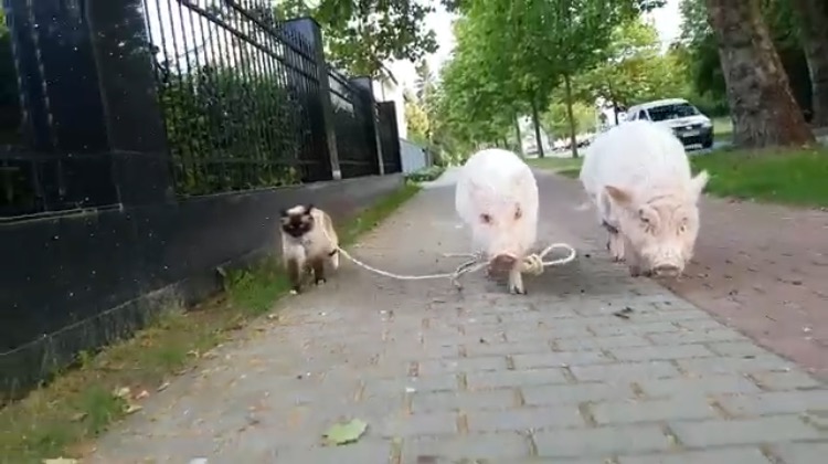 歩くペースもばっちり！リードを使って仲良く散歩する猫と豚