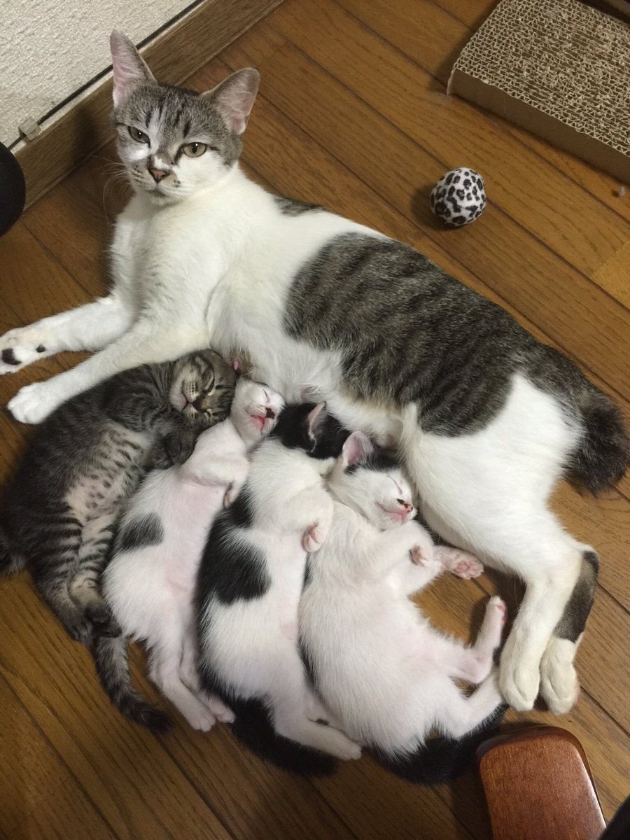 拾った猫は妊婦だった！4匹の子猫を愛情深く育てる肝っ玉母さん猫