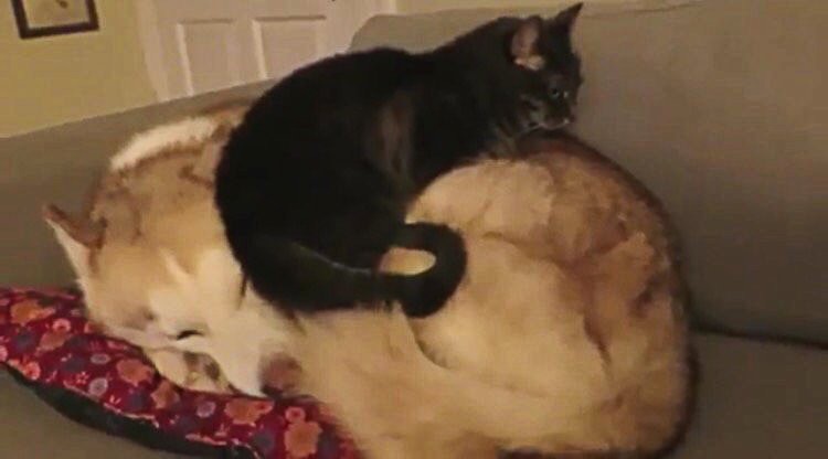 モフモフなハスキー犬のお腹をフミフミして寝心地を確かめる猫