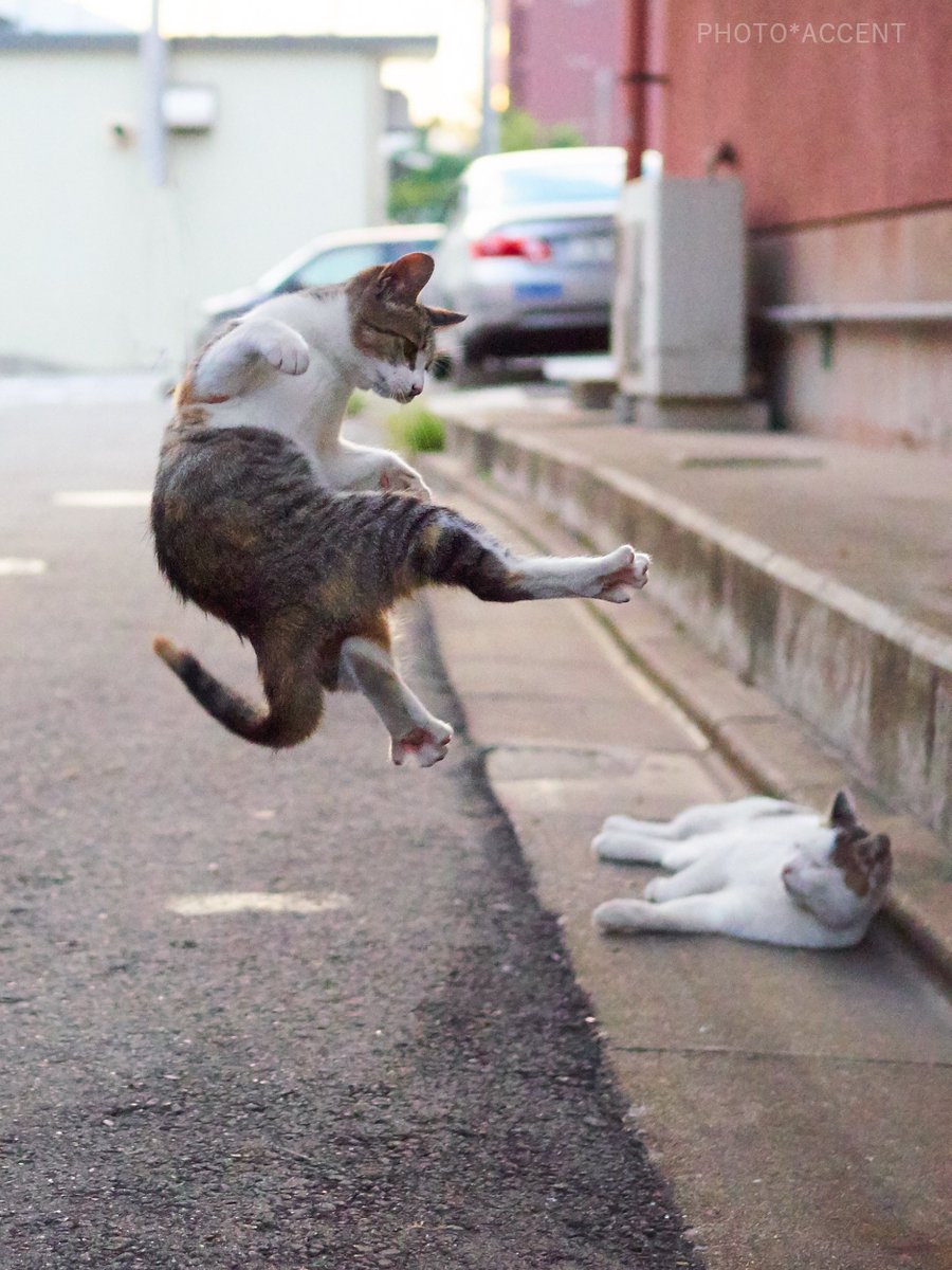躍動感たっぷり 生き生きとした外猫の魅力が溢れるおもしろ猫写真11選 ねこナビ