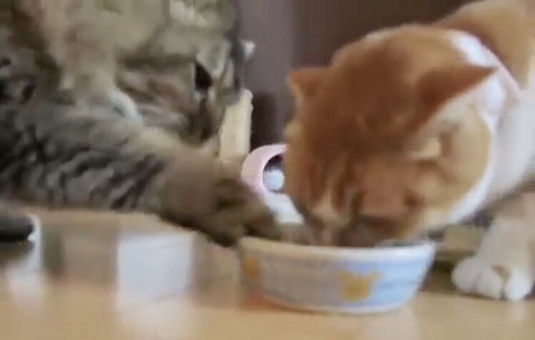 1つのご飯を奪い合う2匹の猫が繰り広げる熾烈な争奪戦
