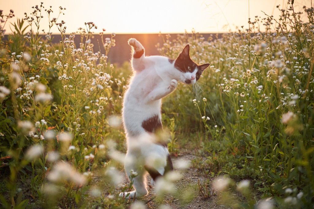 躍動感たっぷり！生き生きとした外猫の魅力が溢れるおもしろ猫写真11選