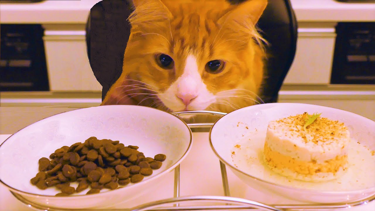 本格手作りご飯vs市販のキャットフード！猫が選ぶのはどっち？