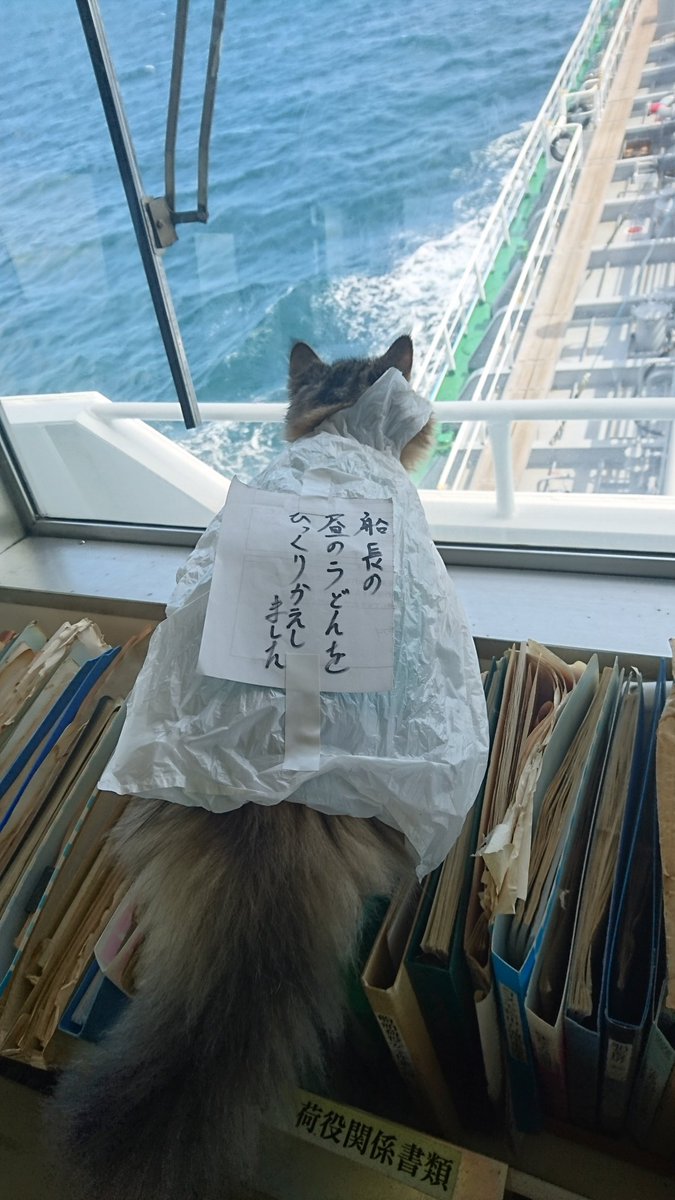 一風変わった暮らしを満喫！乗組員さん全員から愛されるキュートな船乗り猫